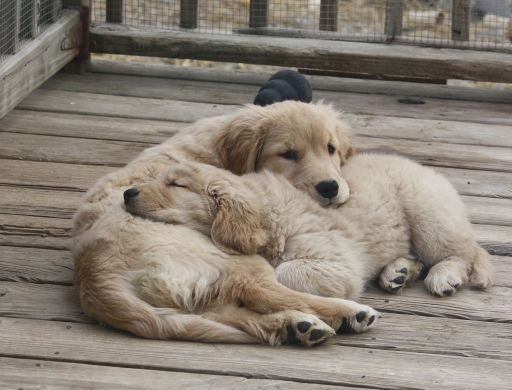 how to find a reputable golden retriever breeder