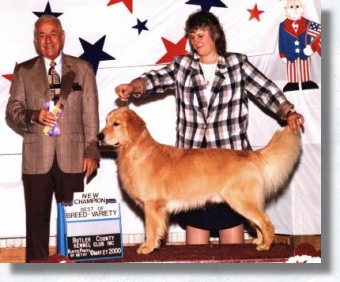 Awwdorable: golden retriever hilariously fails at dog show - ABC7 New York