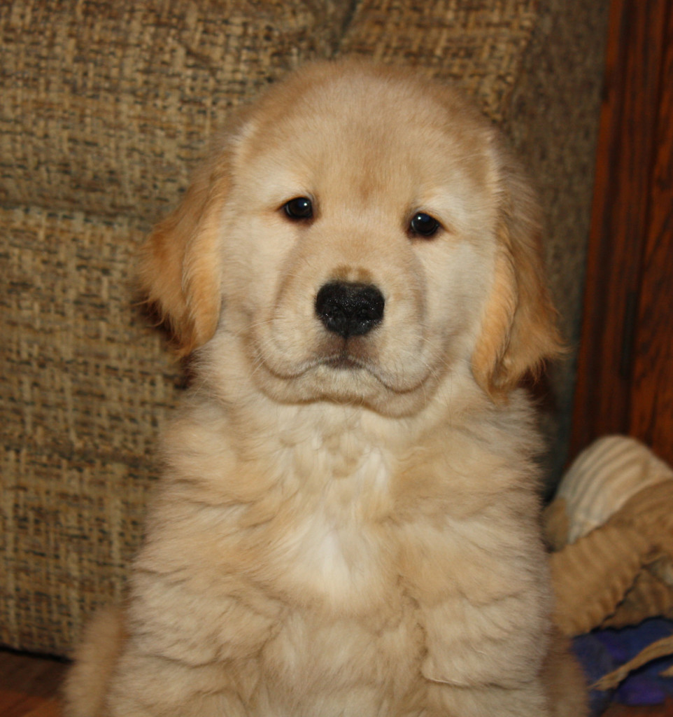 Flutter – Harborview Golden Retrievers Erie PA