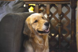 Retired – Harborview Golden Retrievers