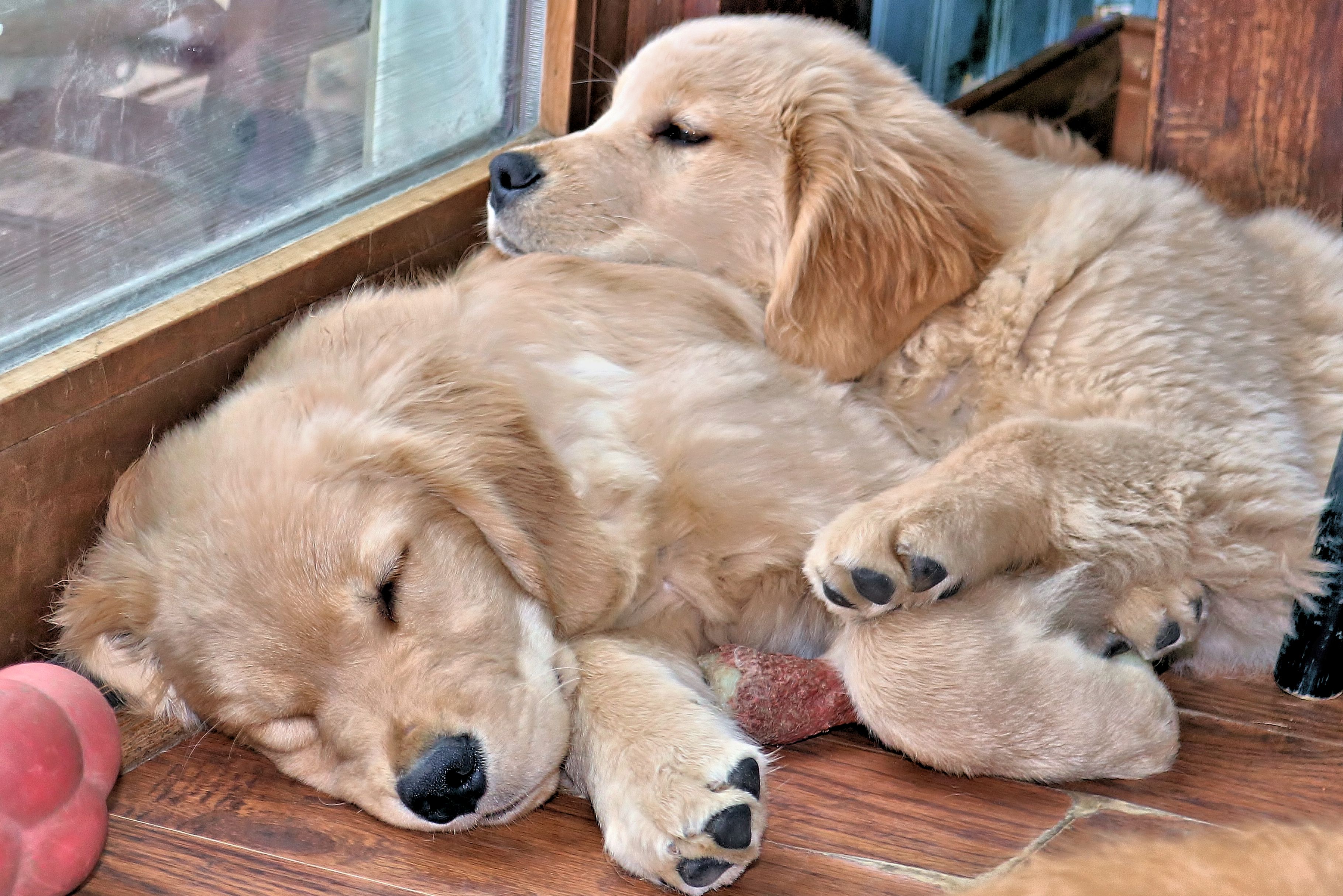 Golden Retriever Puppies Pennsylvania : White English ...